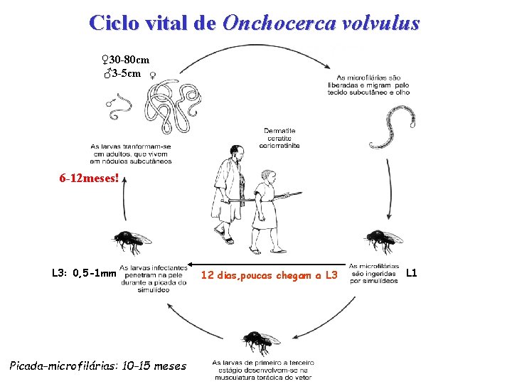 Ciclo vital de Onchocerca volvulus ♀30 -80 cm ♂3 -5 cm 6 -12 meses!