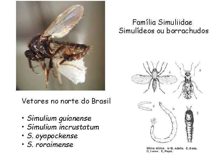 Família Simuliidae Simulídeos ou borrachudos Vetores no norte do Brasil • Simulium guianense •