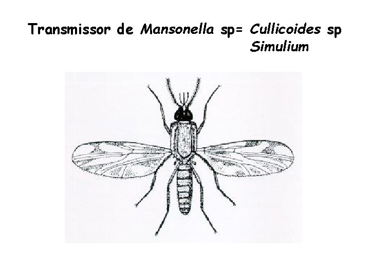 Transmissor de Mansonella sp= Cullicoides sp Simulium 