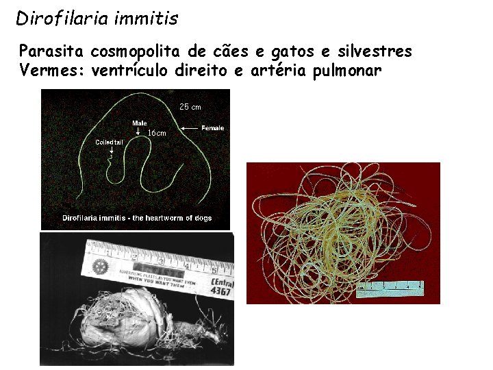 Dirofilaria immitis Parasita cosmopolita de cães e gatos e silvestres Vermes: ventrículo direito e