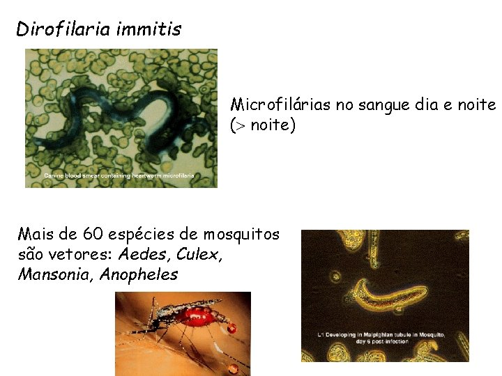 Dirofilaria immitis Microfilárias no sangue dia e noite ( noite) Mais de 60 espécies