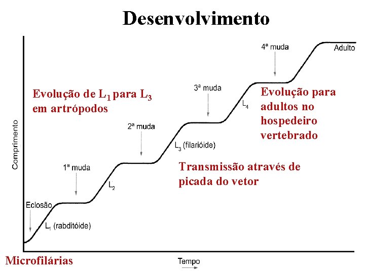 Desenvolvimento Evolução de L 1 para L 3 em artrópodos Evolução para adultos no