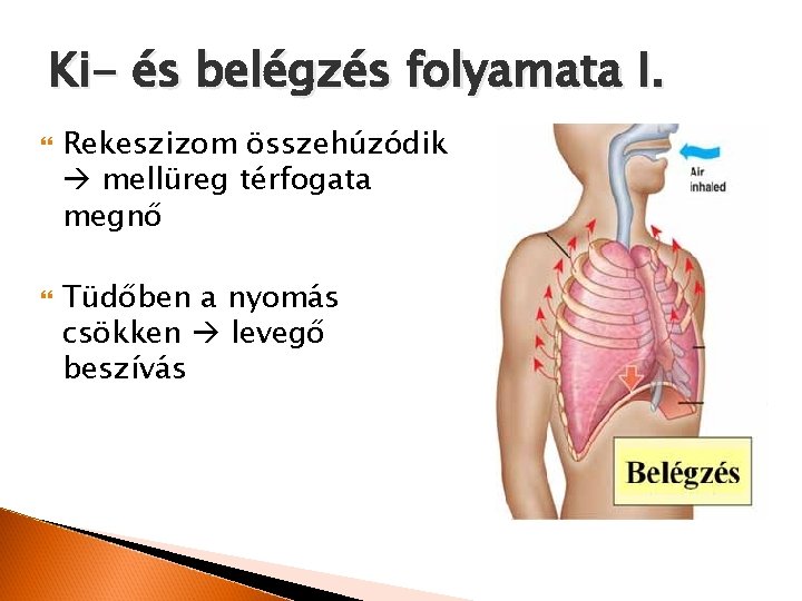 Ki- és belégzés folyamata I. Rekeszizom összehúzódik mellüreg térfogata megnő Tüdőben a nyomás csökken