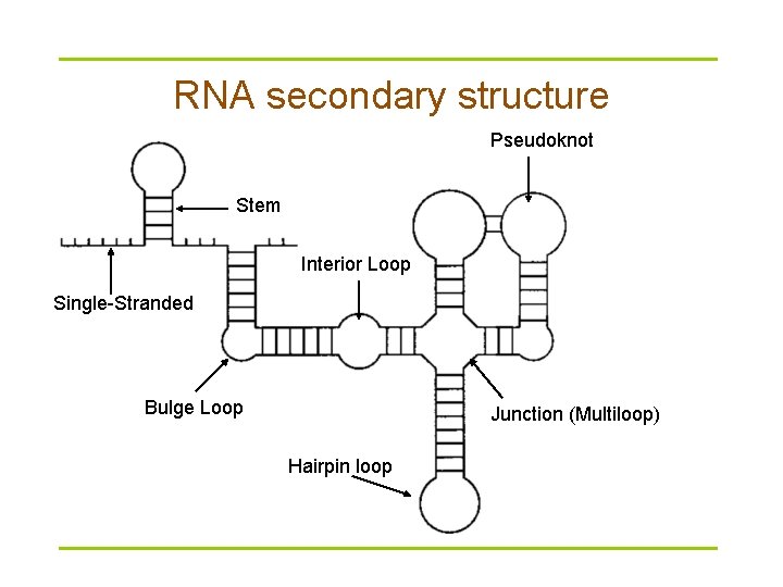 RNA secondary structure Pseudoknot Stem Interior Loop Single-Stranded Bulge Loop Junction (Multiloop) Hairpin loop