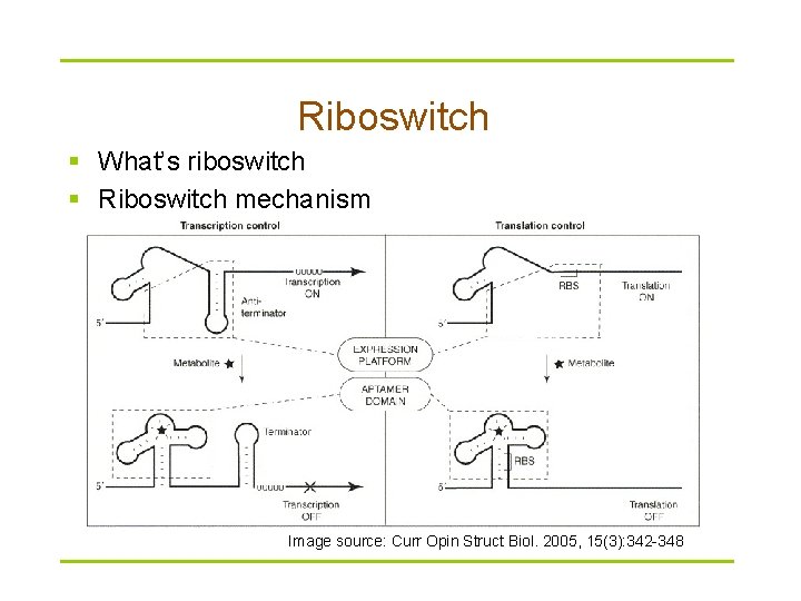 Riboswitch § What’s riboswitch § Riboswitch mechanism Image source: Curr Opin Struct Biol. 2005,