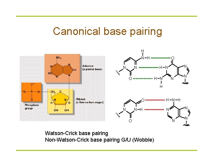 Canonical base pairing H N O N N H N O H N N