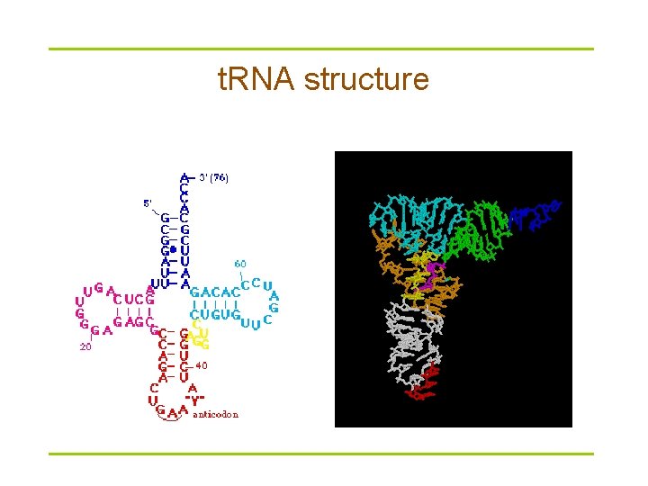 t. RNA structure 