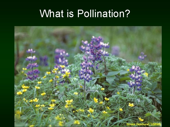 What is Pollination? 