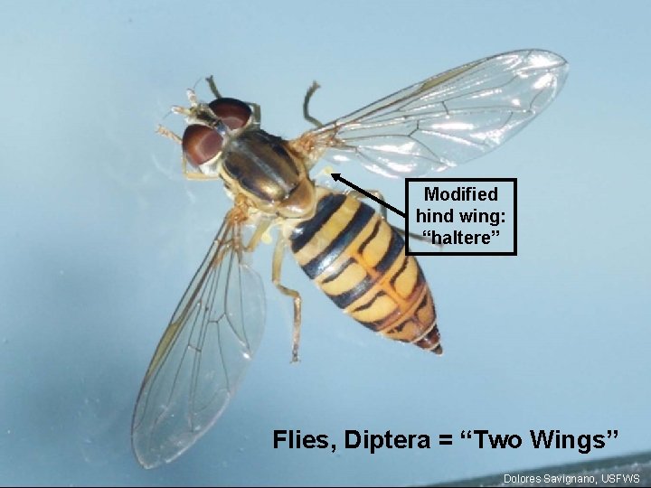 Modified hind wing: “haltere” Flies, Diptera = “Two Wings” Dolores Savignano, USFWS 