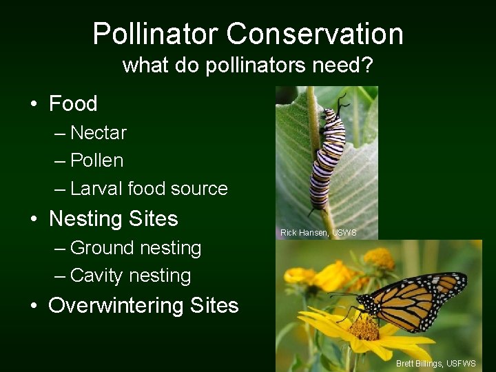 Pollinator Conservation what do pollinators need? • Food – Nectar – Pollen – Larval