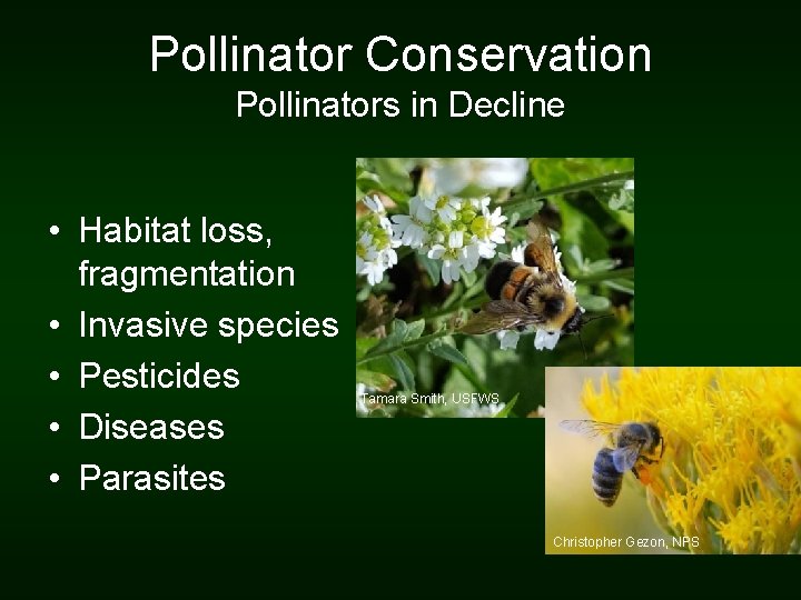 Pollinator Conservation Pollinators in Decline • Habitat loss, fragmentation • Invasive species • Pesticides