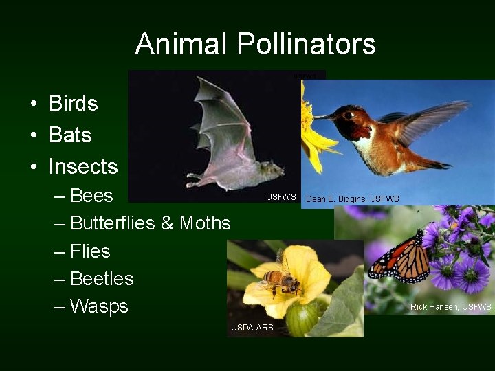 Animal Pollinators USFWS • Birds • Bats • Insects – Bees – Butterflies &
