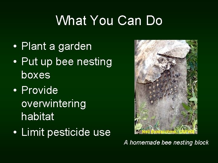 What You Can Do • Plant a garden • Put up bee nesting boxes