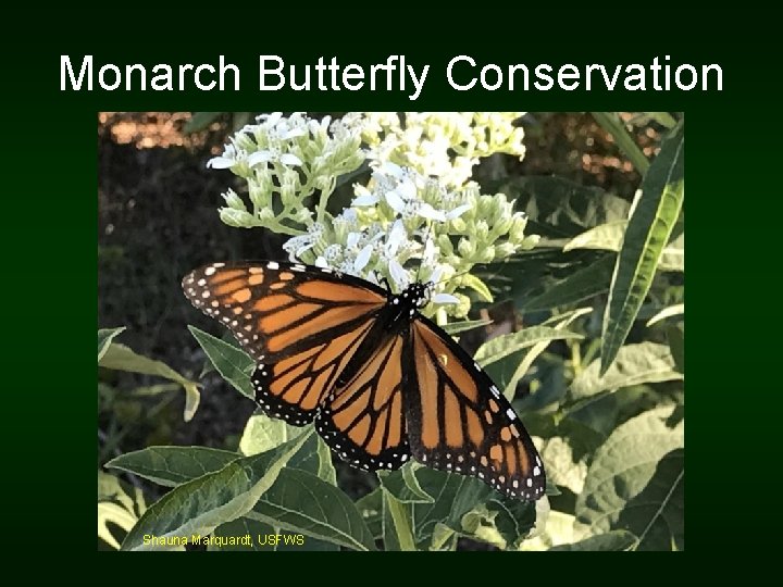 Monarch Butterfly Conservation Shauna Marquardt, USFWS 