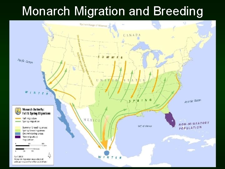 Monarch Migration and Breeding 