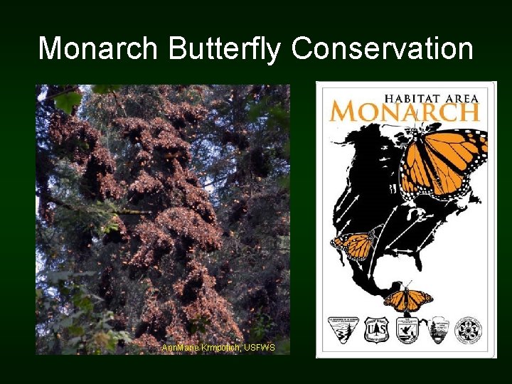 Monarch Butterfly Conservation Ann. Marie Krmpotich, USFWS 