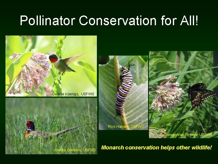 Pollinator Conservation for All! Debbie Koenigs, USFWS Rick Hansen, USFWS Doreen Van Ryswyk, USFWS