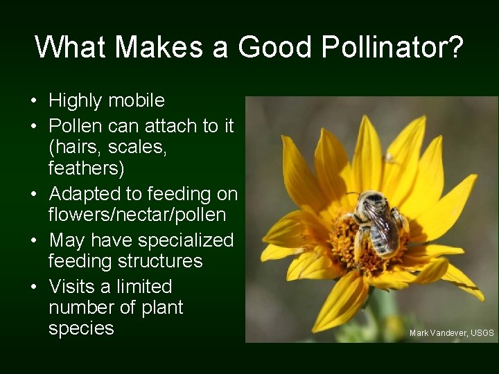 What Makes a Good Pollinator? • Highly mobile • Pollen can attach to it