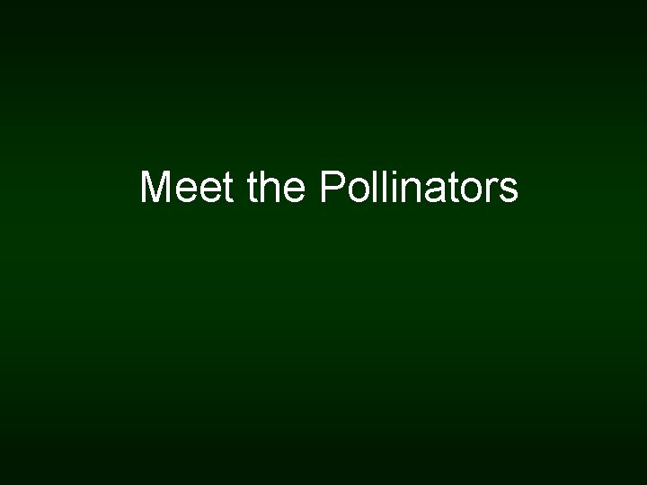 Meet the Pollinators 