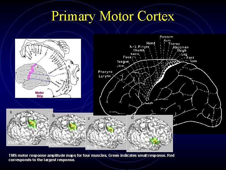 Primary Motor Cortex Index finger Forearm Biceps Jaw TMS motor response amplitude maps for