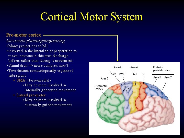 Cortical Motor System Pre-motor cortex Movement planning/sequencing • Many projections to M 1 •