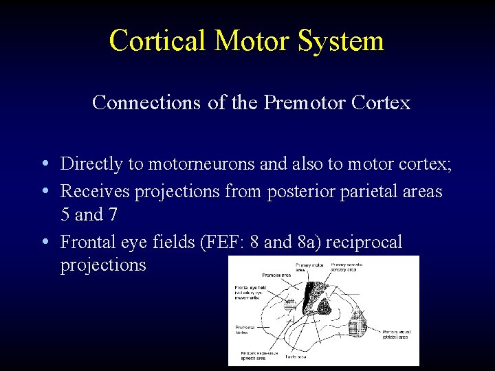 Cortical Motor System Connections of the Premotor Cortex • Directly to motorneurons and also