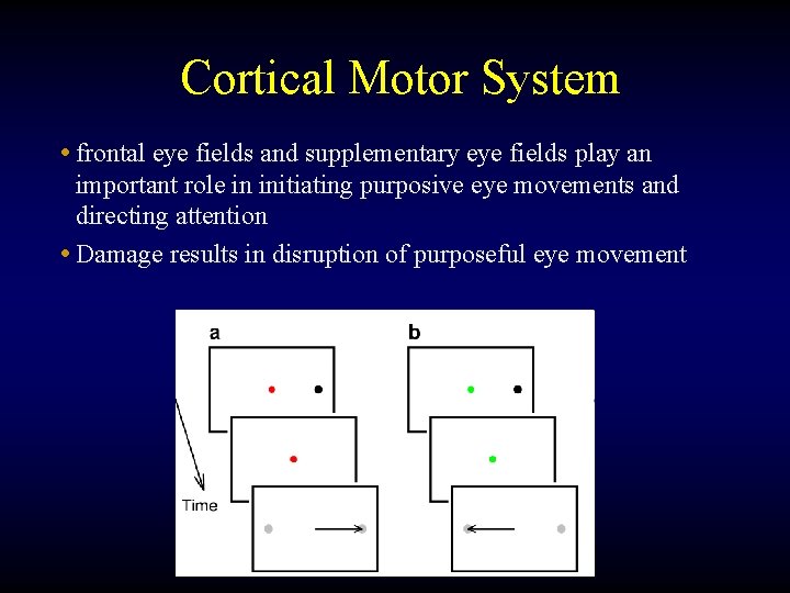 Cortical Motor System • frontal eye fields and supplementary eye fields play an important