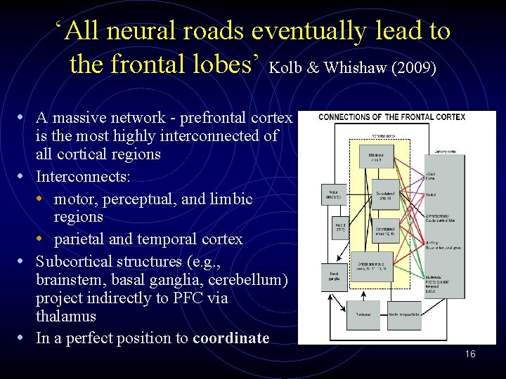 ‘All neural roads eventually lead to the frontal lobes’ Kolb & Whishaw (2009) •