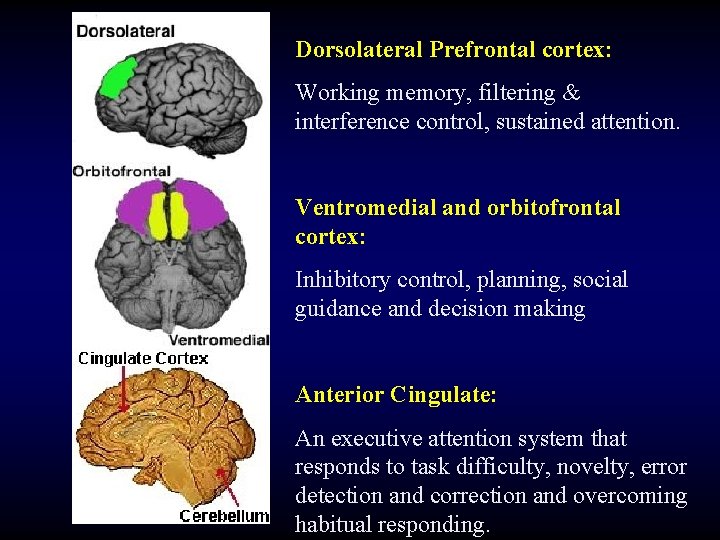 Dorsolateral Prefrontal cortex: Working memory, filtering & interference control, sustained attention. Ventromedial and orbitofrontal