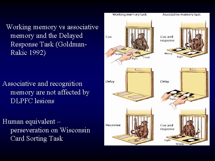 Working memory vs associative memory and the Delayed Response Task (Goldman. Rakic 1992) Associative