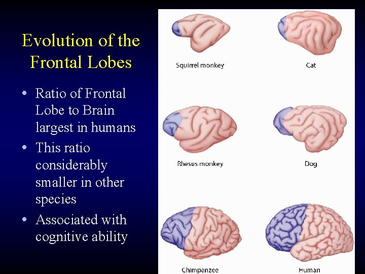 Evolution of the Frontal Lobes • Ratio of Frontal Lobe to Brain largest in