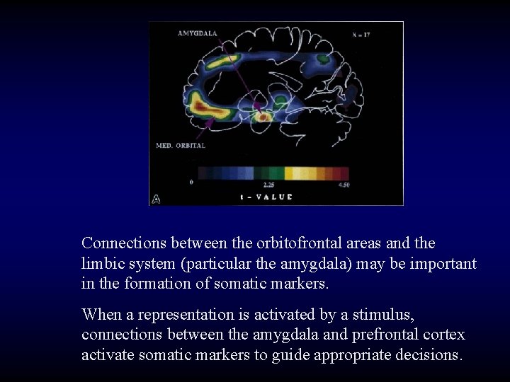 Connections between the orbitofrontal areas and the limbic system (particular the amygdala) may be