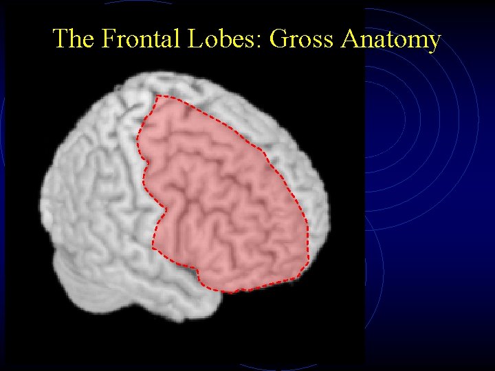 The Frontal Lobes: Gross Anatomy 