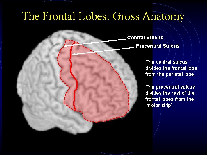 The Frontal Lobes: Gross Anatomy Central Sulcus Precentral Sulcus The central sulcus divides the