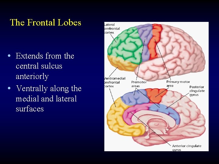 The Frontal Lobes • Extends from the central sulcus anteriorly • Ventrally along the