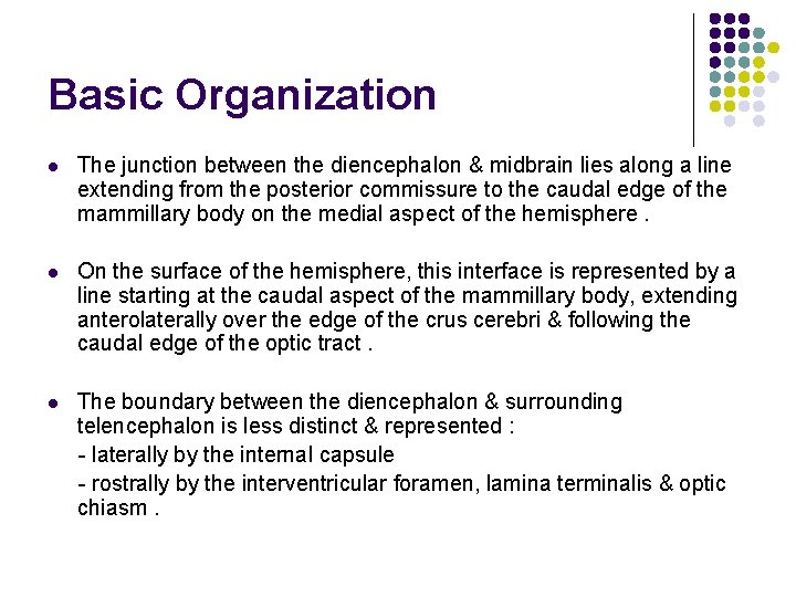 Basic Organization l The junction between the diencephalon & midbrain lies along a line