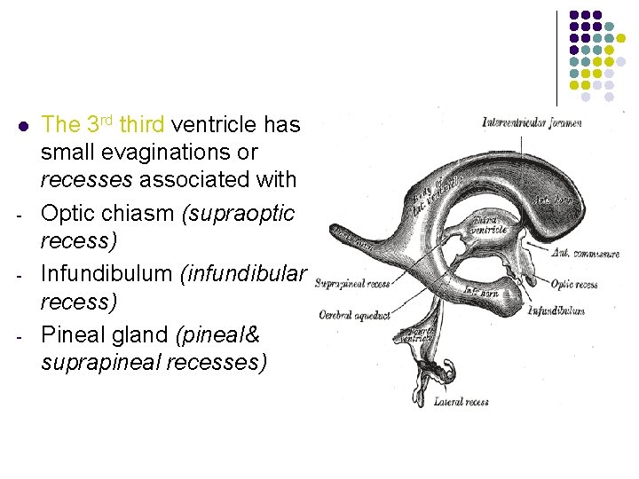 l - - - The 3 rd third ventricle has small evaginations or recesses