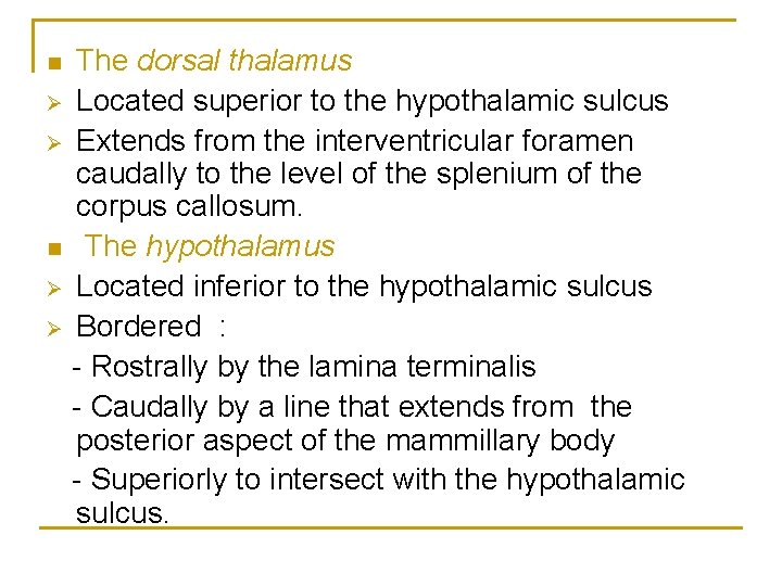 n Ø Ø The dorsal thalamus Located superior to the hypothalamic sulcus Extends from