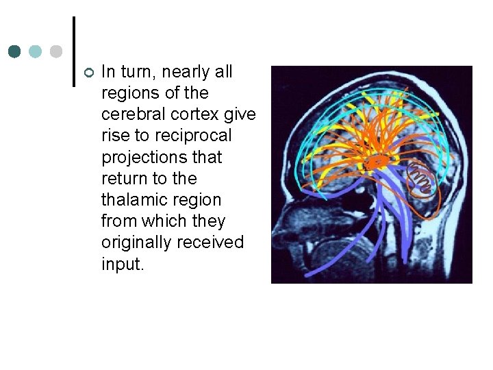 ¢ In turn, nearly all regions of the cerebral cortex give rise to reciprocal