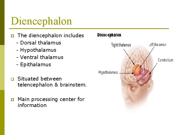 Diencephalon p The diencephalon includes - Dorsal thalamus - Hypothalamus - Ventral thalamus -