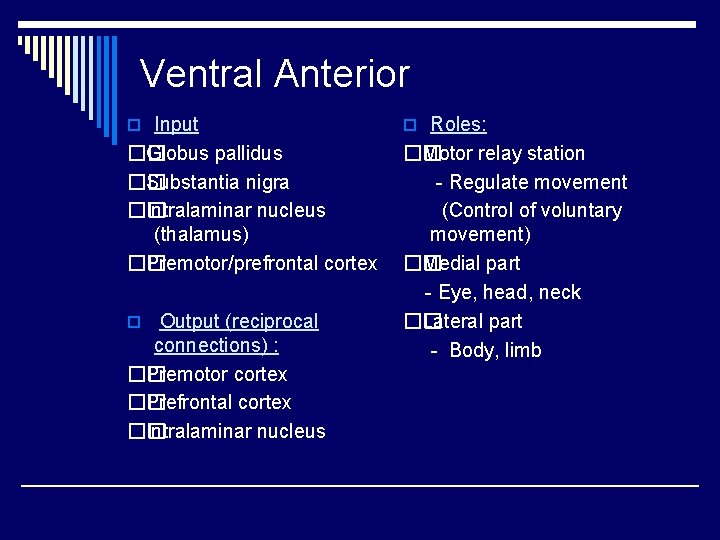 Ventral Anterior o Input o Roles: �� Globus pallidus �� Substantia nigra �� Intralaminar