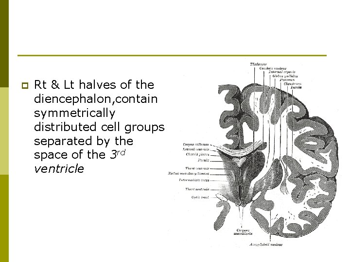 p Rt & Lt halves of the diencephalon, contain symmetrically distributed cell groups separated