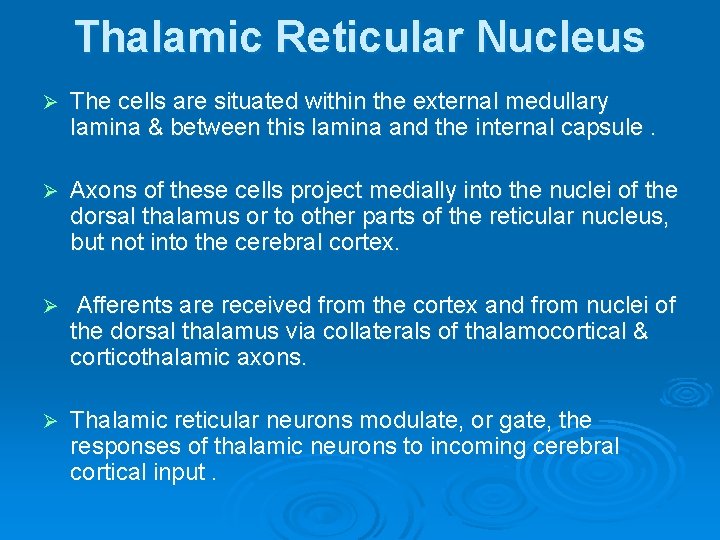 Thalamic Reticular Nucleus Ø The cells are situated within the external medullary lamina &