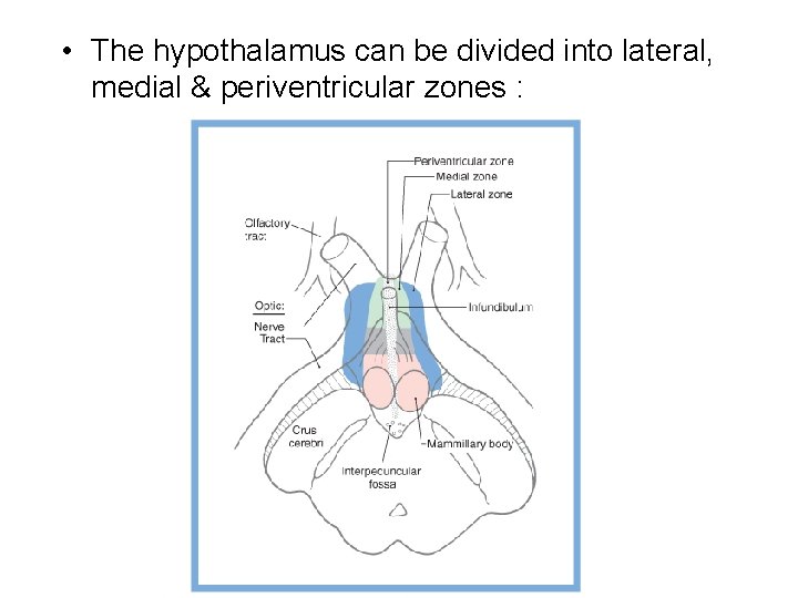  • The hypothalamus can be divided into lateral, medial & periventricular zones :