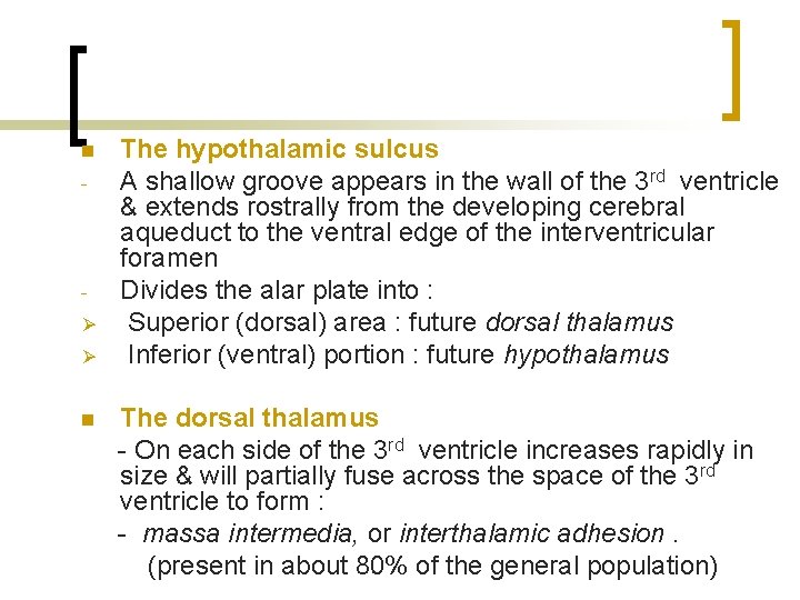 n - Ø Ø n The hypothalamic sulcus A shallow groove appears in the