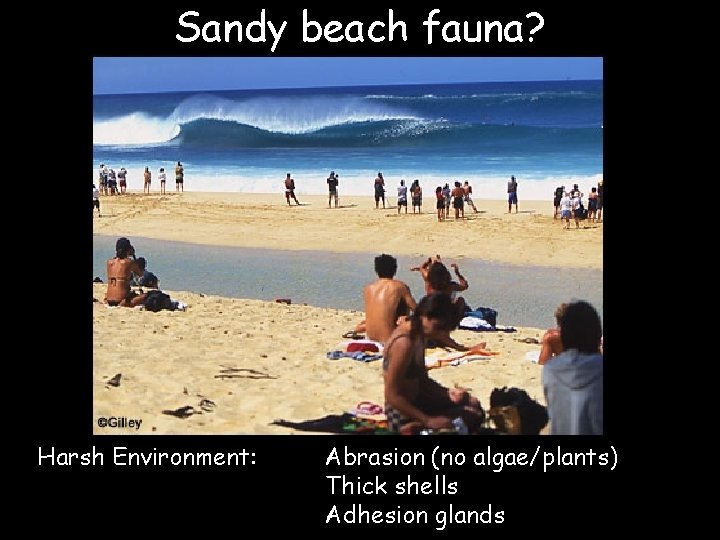 Sandy beach fauna? Harsh Environment: Abrasion (no algae/plants) Thick shells Adhesion glands 