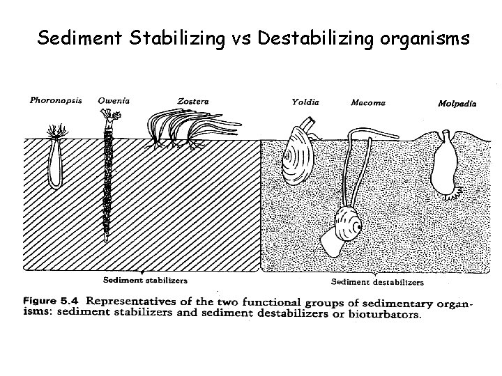 Sediment Stabilizing vs Destabilizing organisms 