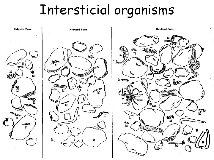 Intersticial organisms 