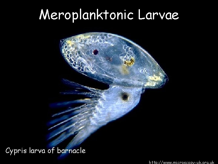 Meroplanktonic Larvae Cypris larva of barnacle 