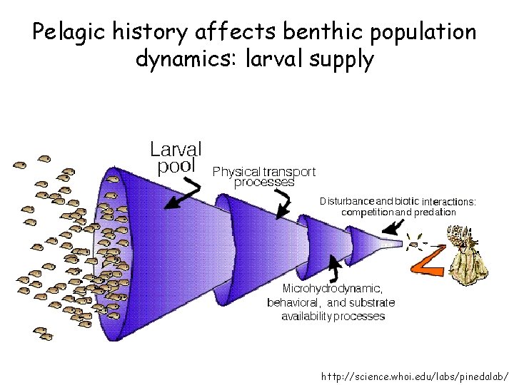 Pelagic history affects benthic population dynamics: larval supply http: //science. whoi. edu/labs/pinedalab/ 